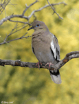 White-winged Dove 5 - Zenaida asiatica