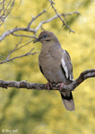 White-winged Dove 6 - Zenaida asiatica