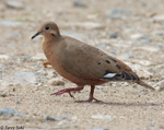 Zenaida Dove - Zenaida aurita