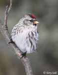 Common Redpoll 2 - Carduelis flammea