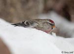 Common Redpoll 3 - Carduelis flammea
