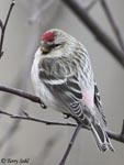 Hoary Redpoll - Carduelis hornemanni