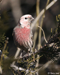 House Finch - Haemorhous mexicanus