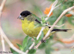Lesser Goldfinch 5 - Spinus psaltria