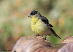 Lesser Goldfinch 8 - Spinus psaltria