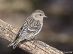Pine Siskin - Carduelis pinus