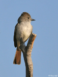 Ash-throated Flycatcher - Myiarchus cinerascens