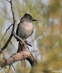 Ash-throated Flycatcher - Myiarchus cinerascens