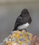 Black Phoebe - Sayornis nigricans