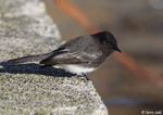 Black Phoebe - Sayornis nigricans