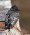 Black Phoebe - Sayornis nigricans