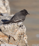 Black Phoebe - Sayornis nigricans