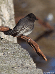 Black Phoebe - Sayornis nigricans