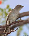 Caribbean Elaenia - Elaenia martinica