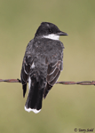 Eastern Kingbird 10 - Tyrannus tyrannus