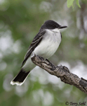 Eastern Kingbird 11 - Tyrannus tyrannus