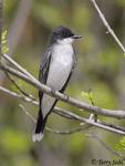 Eastern Kingbird 12 - Tyrannus tyrannus