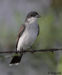 Eastern Kingbird 13 - Tyrannus tyrannus