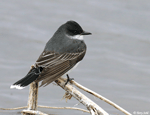 Eastern Kingbird 14 - Tyrannus tyrannus