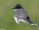 Eastern Kingbird 15 - Tyrannus tyrannus