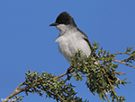 Eastern Kingbird 17 - Tyrannus tyrannus