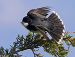 Eastern Kingbird 18 - Tyrannus tyrannus