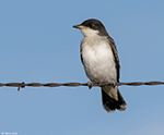 Eastern Kingbird 19 - Tyrannus tyrannus