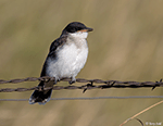 Eastern Kingbird 20 - Tyrannus tyrannus