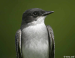 Eastern Kingbird 2 - Tyrannus tyrannus