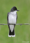 Eastern Kingbird 4 - Tyrannus tyrannus