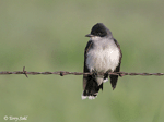 Eastern Kingbird 5 - Tyrannus tyrannus