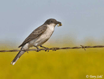 Eastern Kingbird 6 - Tyrannus tyrannus