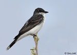 Eastern Kingbird 7 - Tyrannus tyrannus
