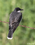 Eastern Kingbird 8 - Tyrannus tyrannus
