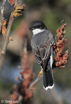 Eastern Kingbird 9 - Tyrannus tyrannus