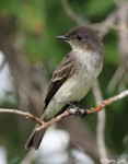 Eastern Phoebe 11 - Sayornis phoebe