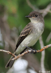 Eastern Phoebe 12 - Sayornis phoebe