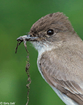 Eastern Phoebe 13 - Sayornis phoebe