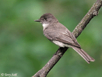 Eastern Phoebe 1 - Sayornis phoebe