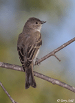 Eastern Phoebe 4 - Sayornis phoebe