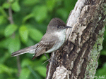Eastern Phoebe 5 - Sayornis phoebe