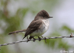 Eastern Phoebe 6 - Sayornis phoebe