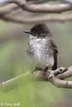 Eastern Phoebe 8 - Sayornis phoebe