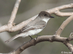 Eastern Phoebe 9 - Sayornis phoebe