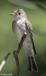 Eastern Wood-pewee - Contopus virens