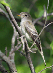 Eastern Wood-pewee - Contopus virens