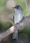 Eastern Wood-pewee - Contopus virens
