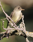 Eastern Wood-pewee 14 - Contopus virens