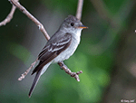 Eastern Wood-pewee 15 - Contopus virens
