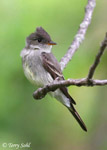 Eastern Wood-pewee - Contopus virens